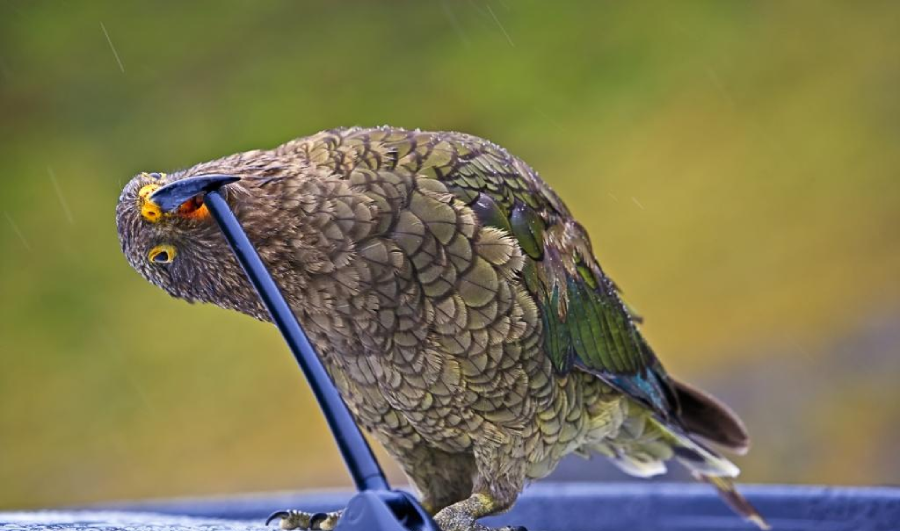 A kea parrot with greenish-brown feathers curiously pecks at a black car windshield wiper, tilting its head, with a blurred green background.