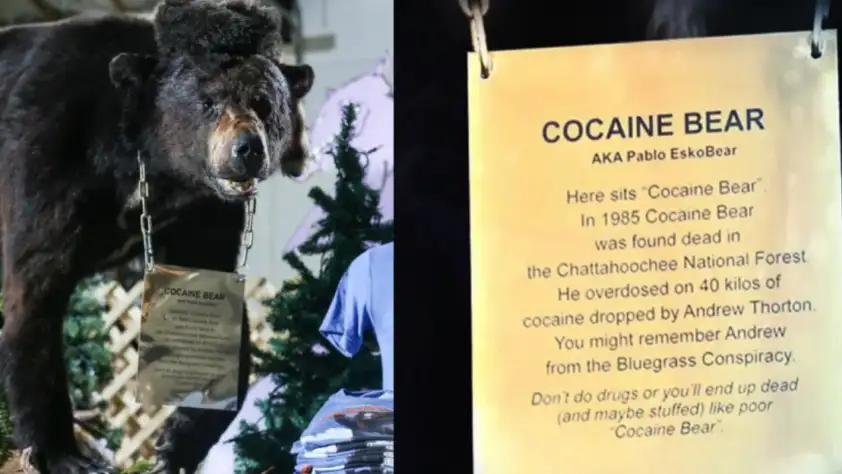 animals-that-made-themselves-actual-criminals