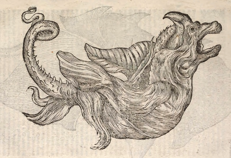 An old black and white illustration of a fantastical sea creature with a scaly, curled tail, flowing fins, and an open-mouthed, dragon-like head.