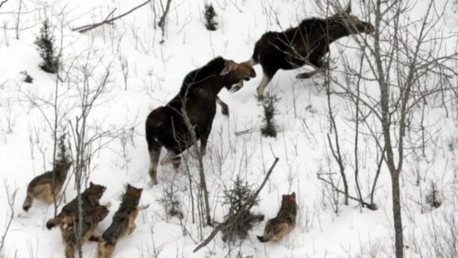 Aerial view of two moose in a snowy forest being chased by a pack of five wolves, with scattered leafless trees around them.