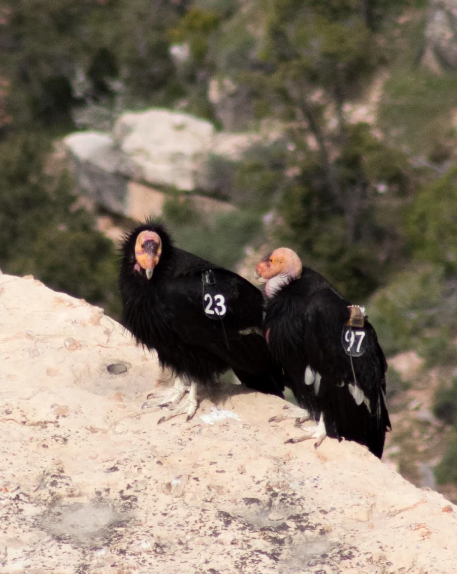 Two California condors stand on a rocky ledge. Both birds have numbered tags on their wings—one labeled 23 and the other 97. A blurred, green and rocky background is visible behind them.