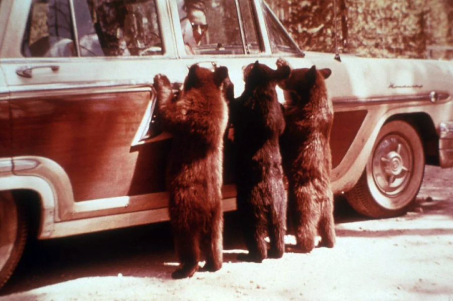 Three bear cubs stand on their hind legs, paws on the side of a vintage car, peering into the open window where a person sits inside, in a forested area.