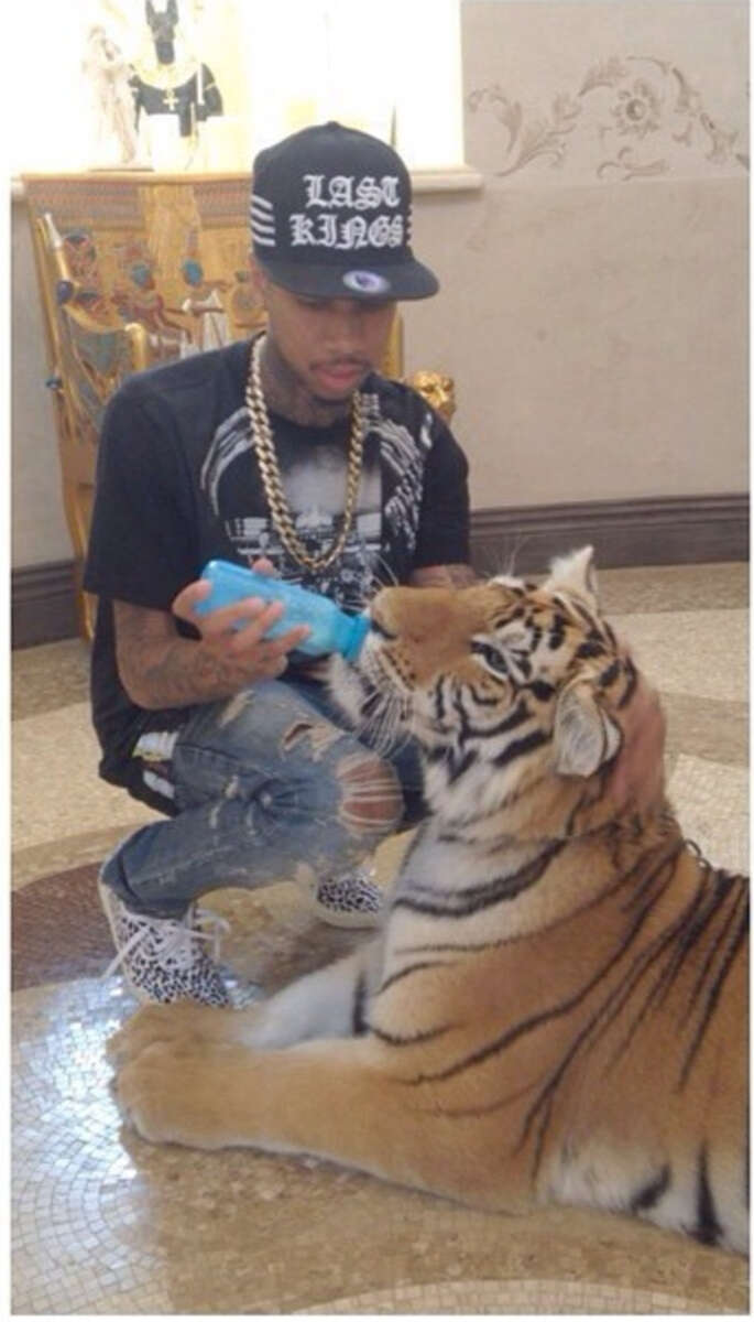 A man wearing a "Last Kings" cap and gold chain kneels on the floor, bottle-feeding a large tiger indoors. The tiger is sitting calmly while drinking from the blue bottle.