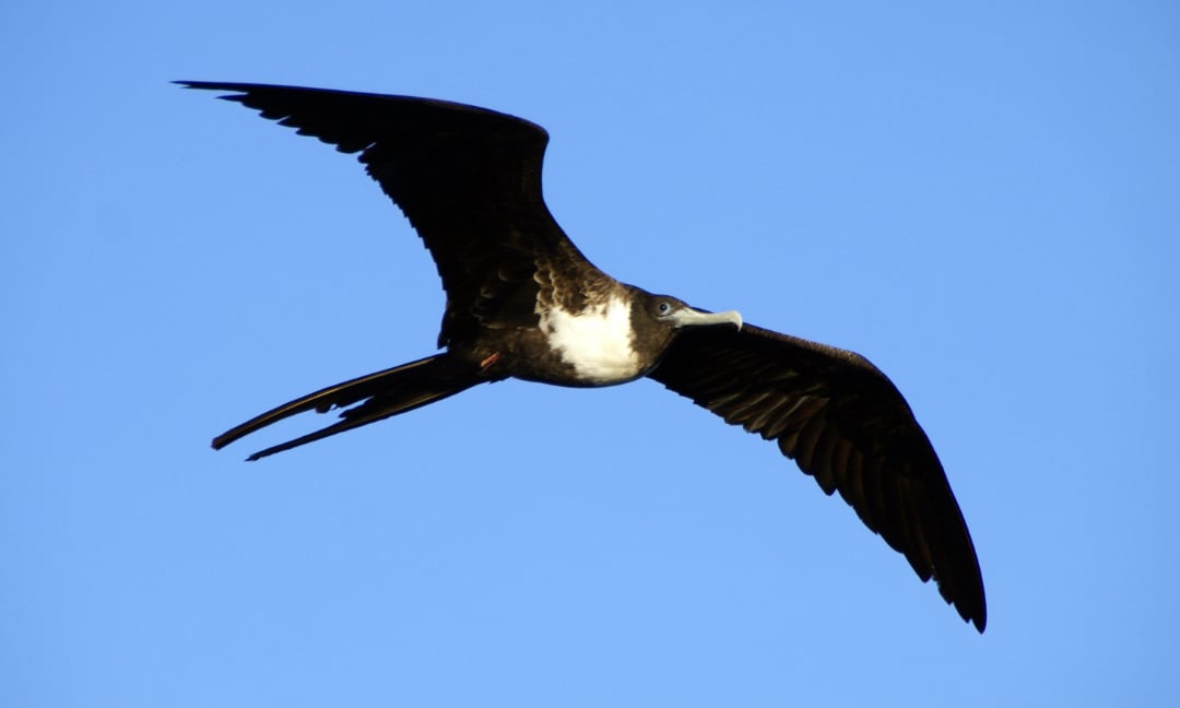 A large black and white seabird with long, slender wings and a forked tail is soaring against a clear blue sky.