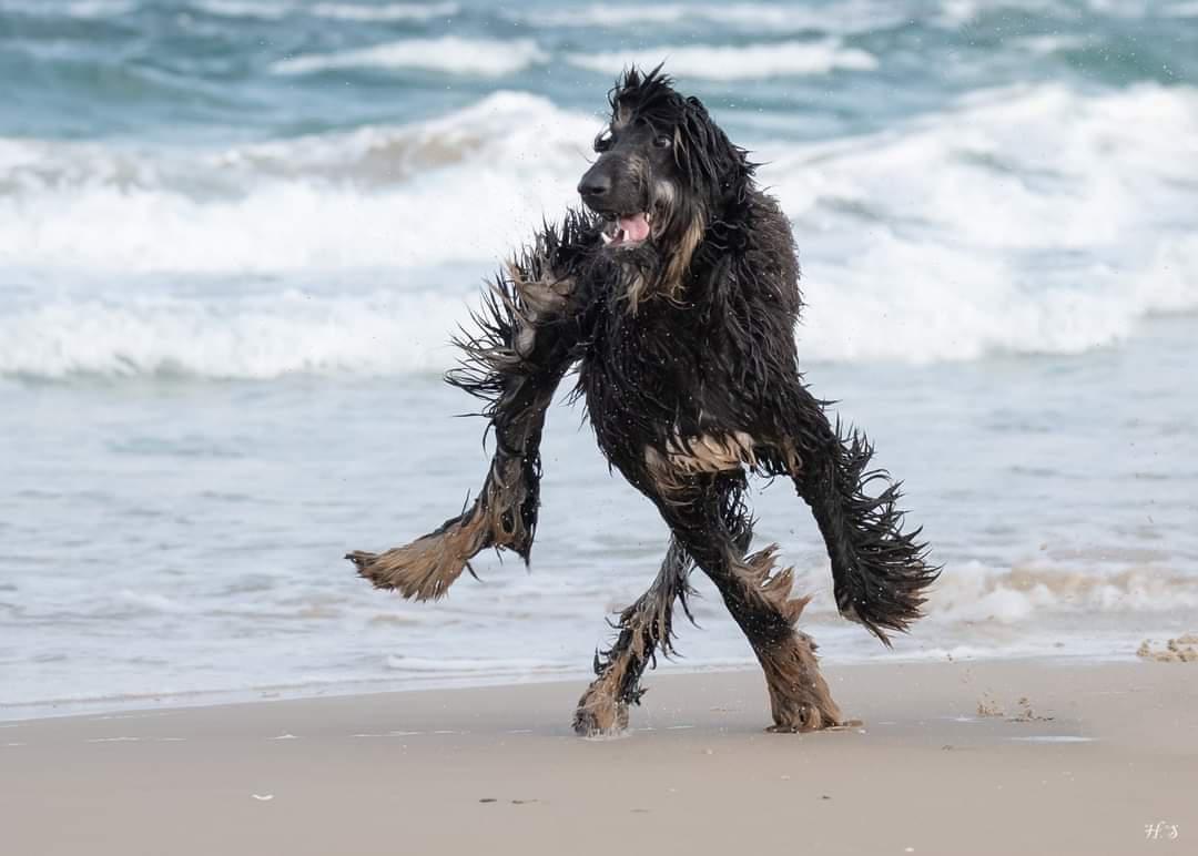 A wet, long-haired dog with shaggy fur runs playfully on a sandy beach near the ocean, with waves crashing in the background.