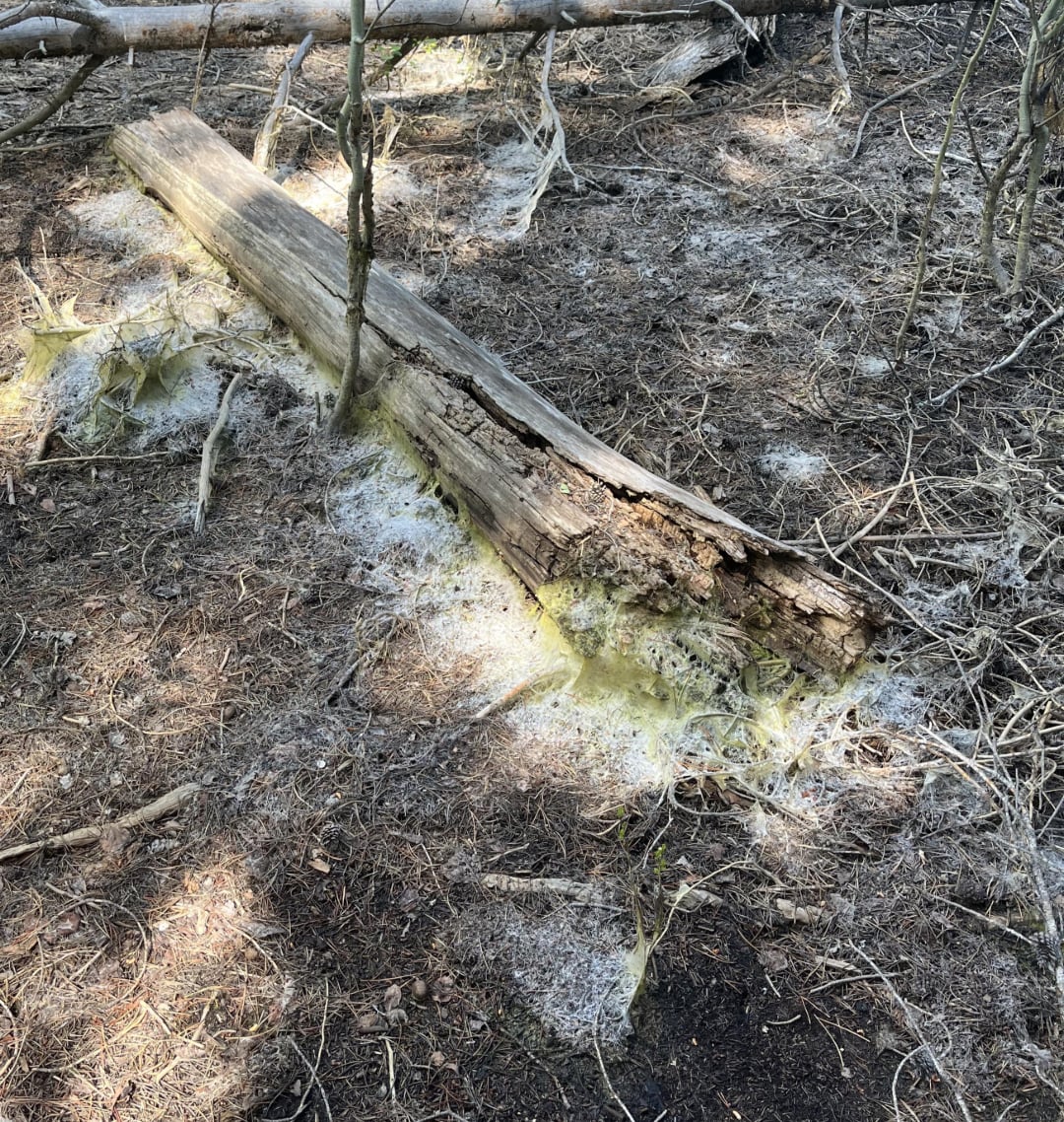 A decaying log lies on the forest floor, covered in white and yellowish mold or fungal growth, surrounded by dry twigs, dirt, and sparse vegetation.