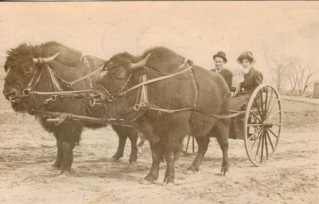 A sepia-toned photo of two people sitting in a carriage pulled by two harnessed bison, on a dirt road with open fields and bare trees in the background.
