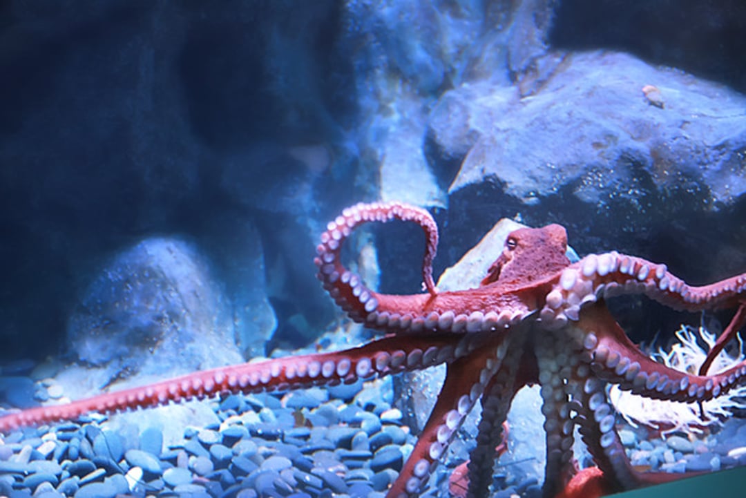 A red octopus spreads its tentacles on the rocky, pebbled floor of an underwater environment with blue-toned rocks in the background.