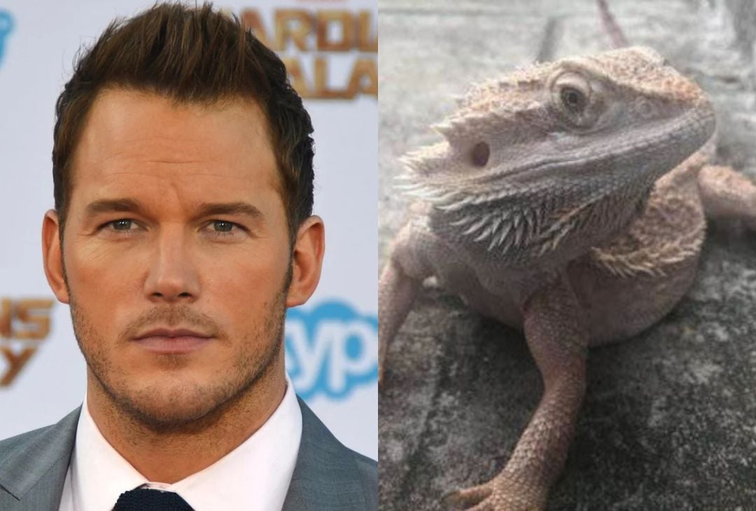 A split image showing a man in a suit on the left and a bearded dragon lizard on the right. The man has short brown hair and a trimmed beard, while the lizard is resting on a gray surface.