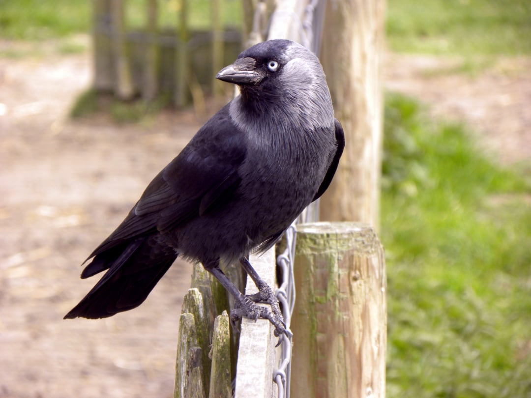 A black and gray jackdaw bird with pale eyes perches on a wooden fence, with green grass and a blurred fence in the background.