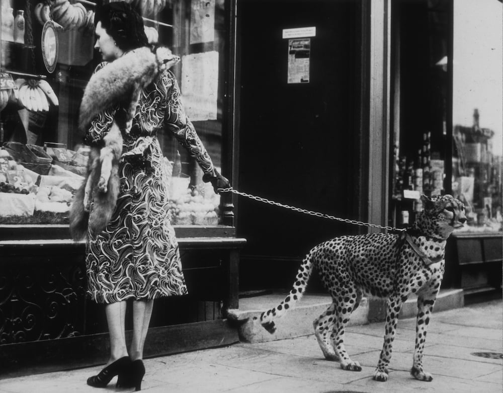 A woman in a patterned coat and heels stands on a city sidewalk, holding a leash attached to a cheetah, as she looks into a shop window displaying various items.