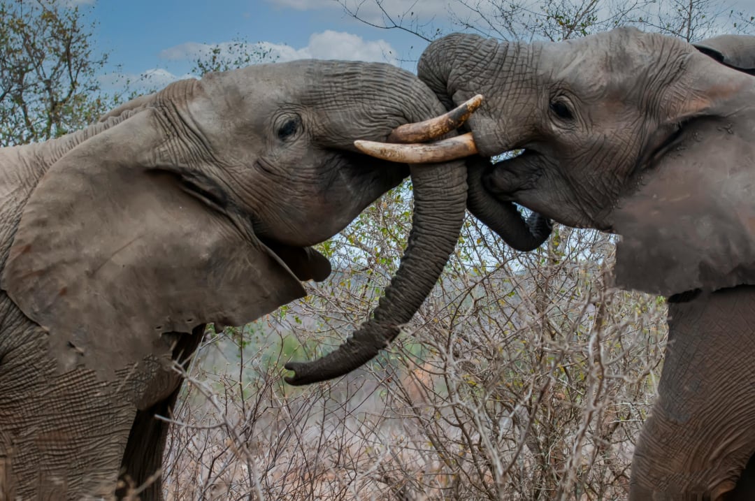 Two adult elephants face each other, intertwining their trunks and tusks playfully amid dry, sparse vegetation under a partly cloudy sky.
