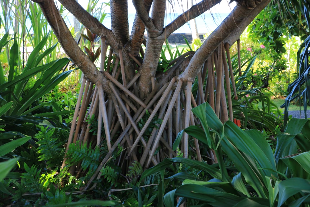 A close-up of a tree with multiple thick, tangled aerial roots extending from its trunk, surrounded by lush green plants and foliage in a tropical garden.