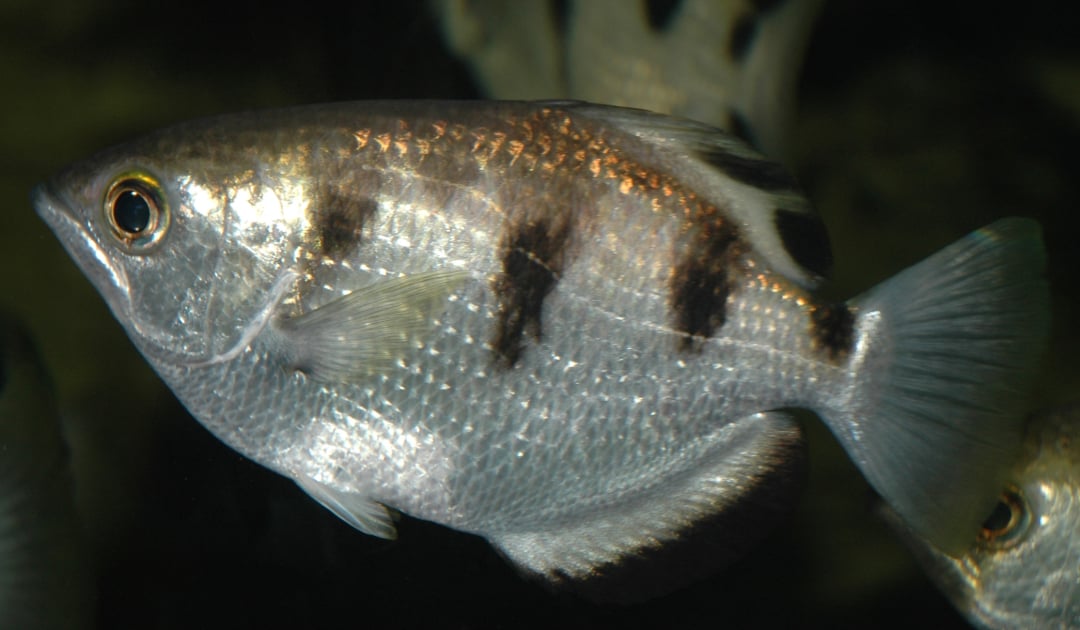 A close-up of a silvery fish with black vertical stripes and a slightly upturned mouth swimming in dark water.