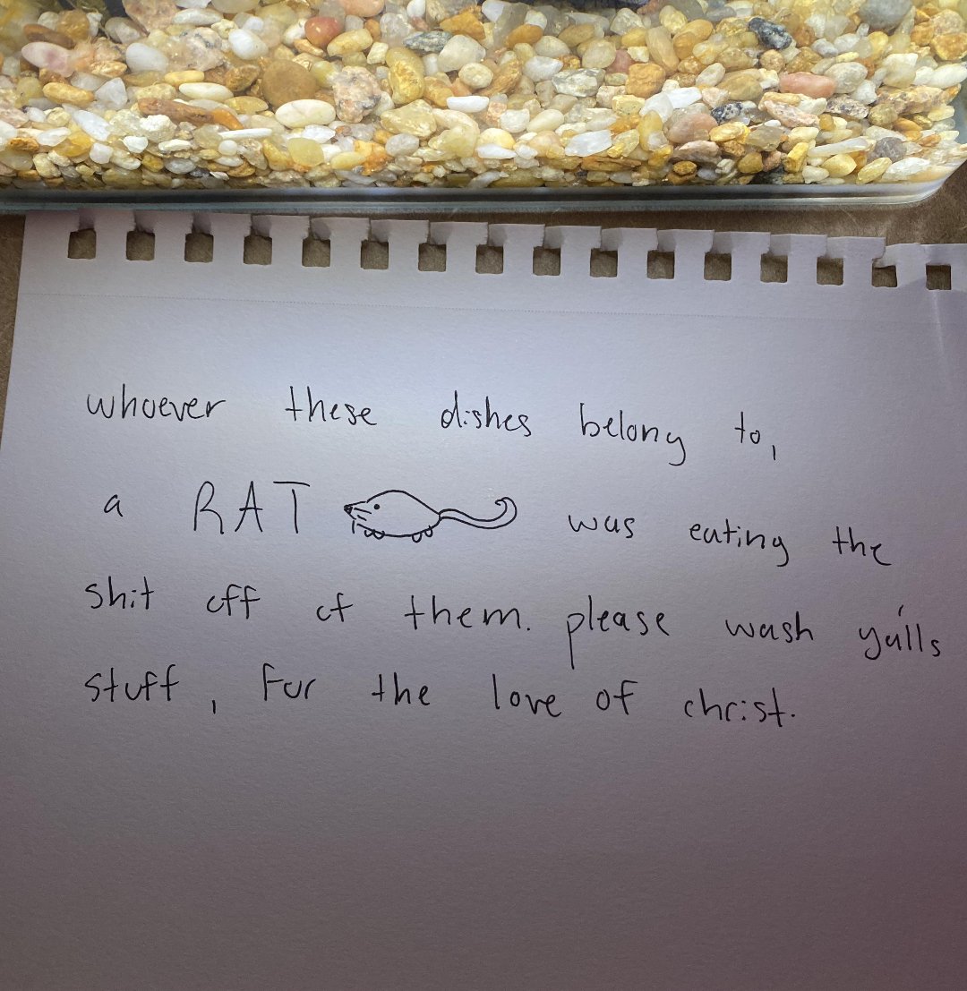 A handwritten note on white paper reads: "whoever these dishes belong to, a RAT was eating the shit off of them. please wash yalls stuff, for the love of christ.” There is a small drawing of a rat next to the word “RAT.” Pebbles are visible at the top.