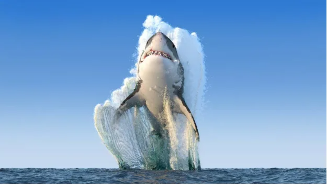 A great white shark leaps high out of the ocean with its mouth open, creating a dramatic splash against a clear blue sky.