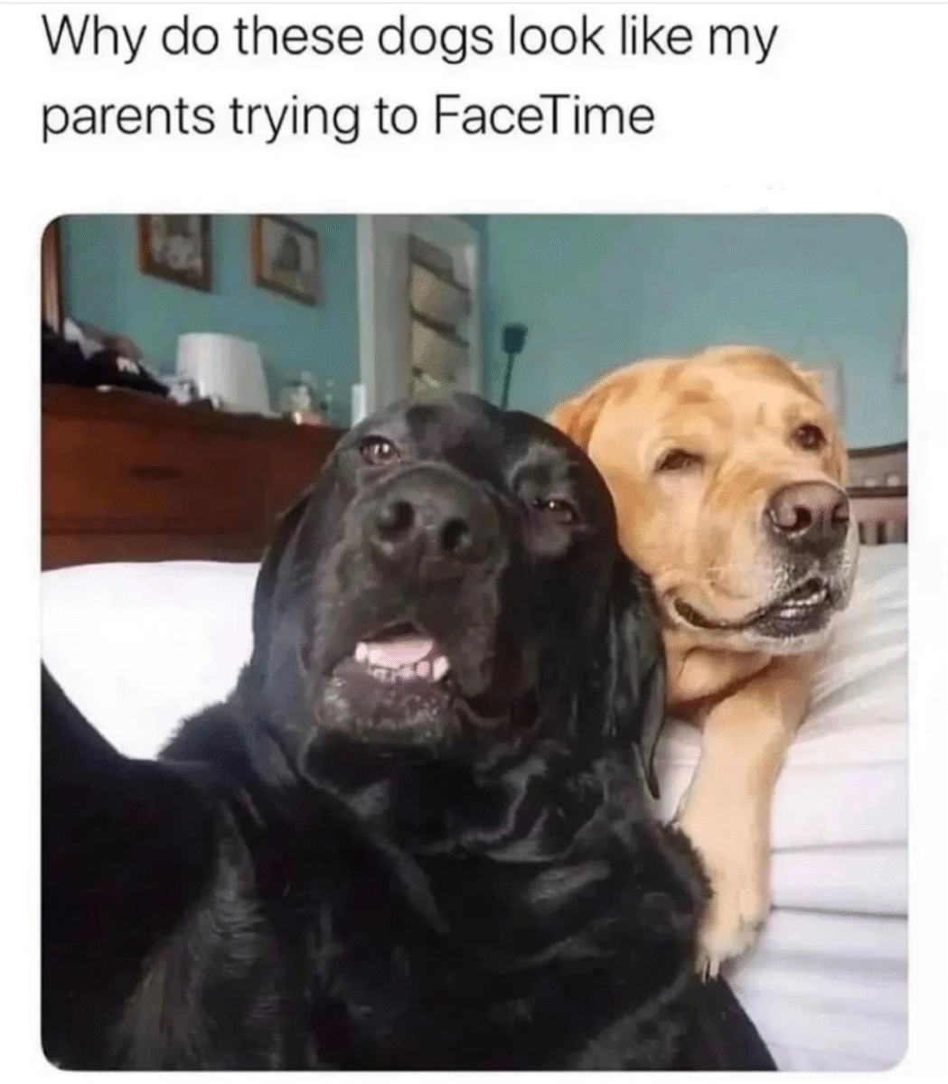 Two dogs, a black one in front and a yellow one behind, are leaning close to the camera with relaxed, funny expressions, resembling people having difficulty using FaceTime.