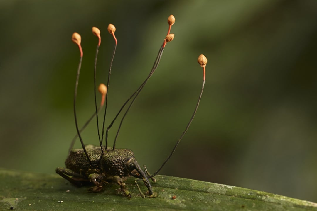 A beetle sits on a green leaf with several thin, dark fungal stalks topped with orange spores growing out of its back, against a blurred green background.