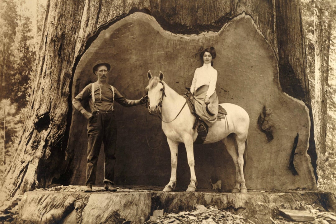 A man stands beside a white horse with a woman seated on it, both in front of the massive, hollowed base of a giant tree in a forest. The photo is sepia-toned and historical in appearance.