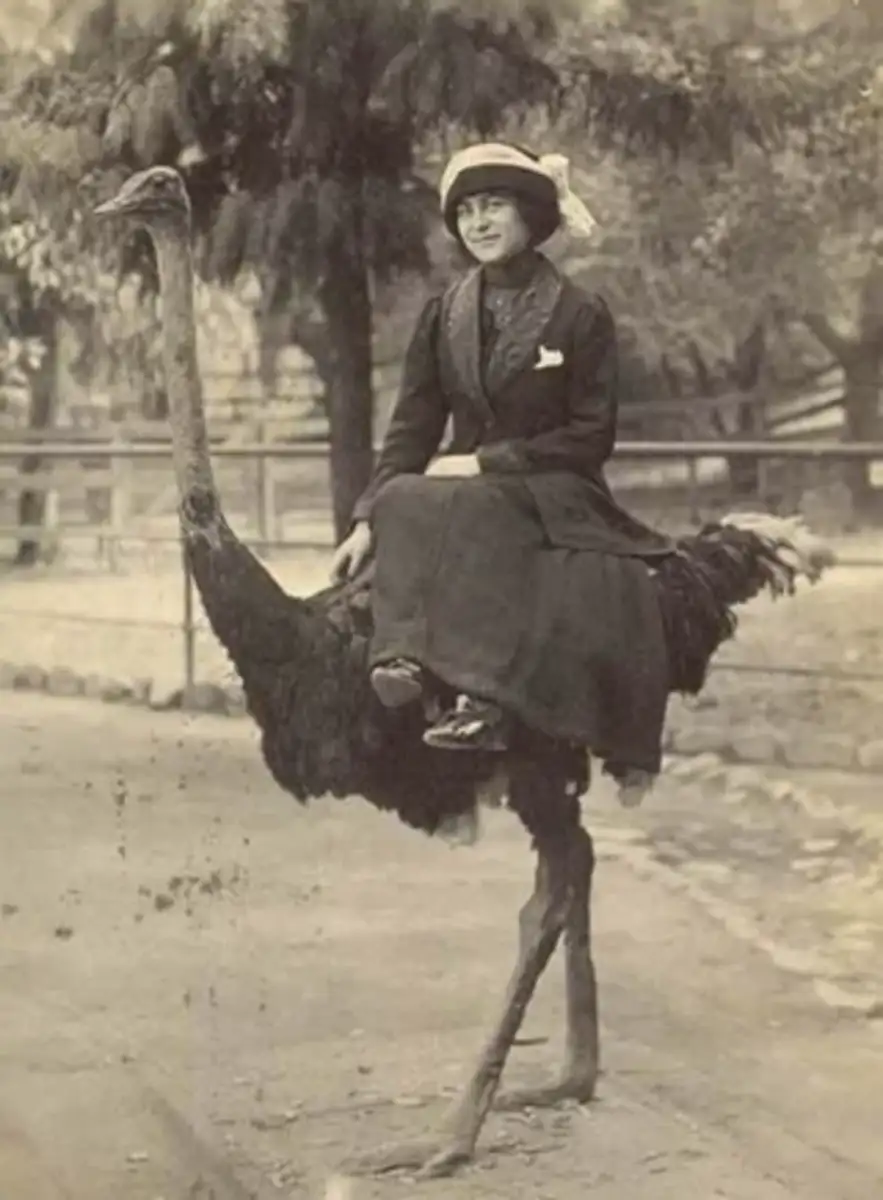 A woman in early 20th-century clothing and a hat is sitting on the back of a large ostrich outdoors, with trees and a fence in the background.