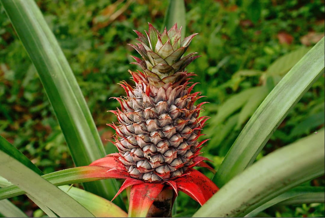 A close-up of a pineapple growing on its plant, surrounded by long, green leaves. The pineapple is partially mature with a reddish base and spiky top, set against a blurred green background.