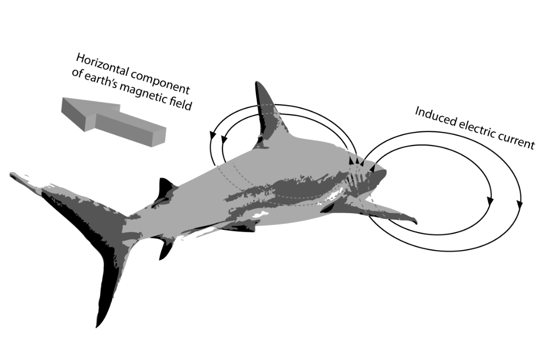 A diagram of a shark with arrows showing induced electric currents around its head and body, and an arrow indicating the horizontal component of Earth's magnetic field. Text labels point to the magnetic field and electric current.