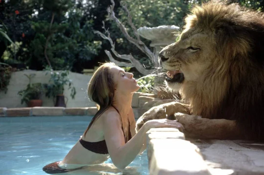 A woman in a bikini stands in a swimming pool, playfully facing a lion sitting at the pool’s edge. The lion appears to be splashing water from its mouth toward her. Lush greenery surrounds the scene.