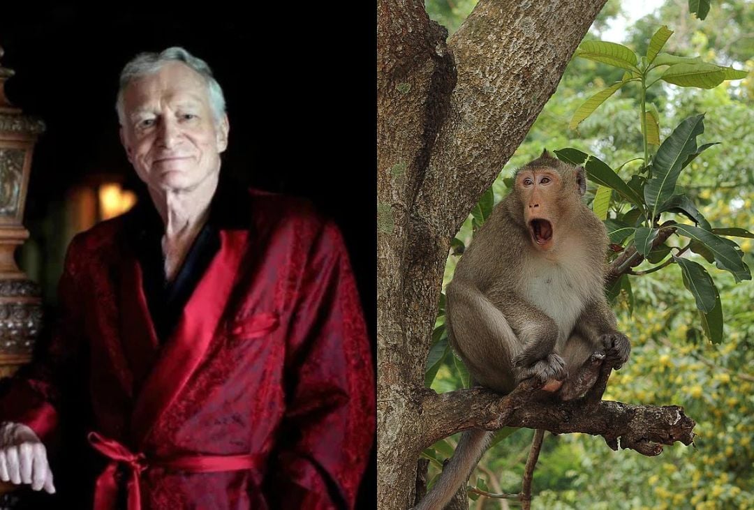 Split image: On the left, an older man in a red robe stands indoors, smiling slightly. On the right, a monkey sits on a tree branch outdoors, looking surprised with its mouth open.