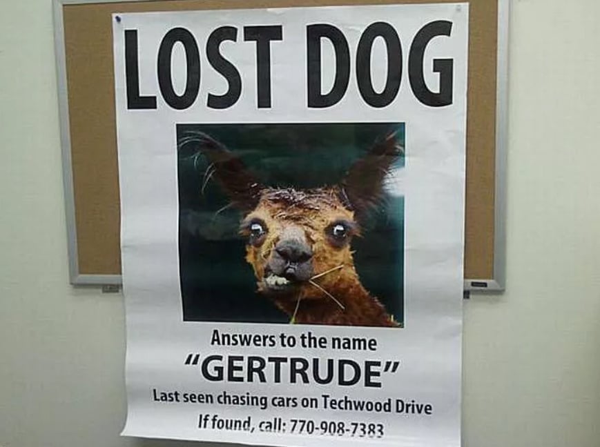 A lost dog poster with a photo of a startled-looking animal that appears to be a llama or alpaca. The poster says "LOST DOG" and "Answers to the name 'GERTRUDE,'" with contact info at the bottom.
