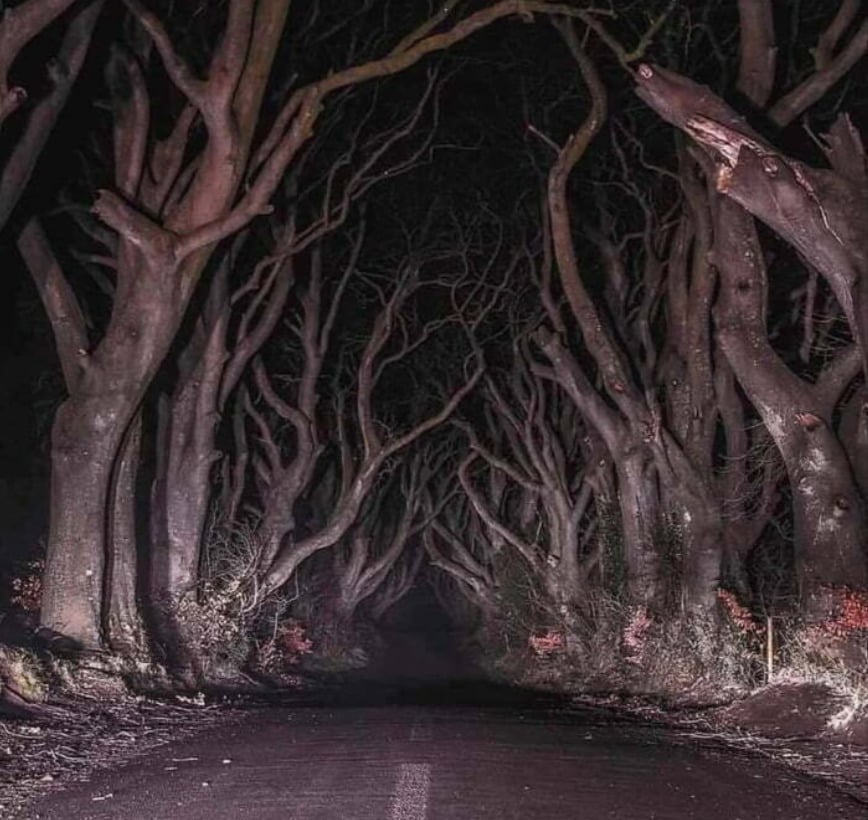 A dark, eerie road is lined with tall, bare trees whose twisted branches form a tunnel overhead, illuminated by dim light, creating a haunting atmosphere.