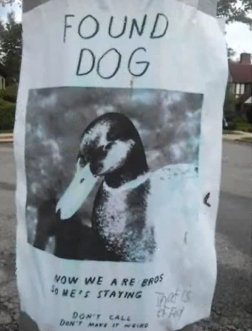 A poster on a pole reads “FOUND DOG” above a photo of a duck. Below, text says, “Now we are bros so he’s staying. Don’t call. Don’t make it weird.” The sign appears humorous and is on a suburban street.