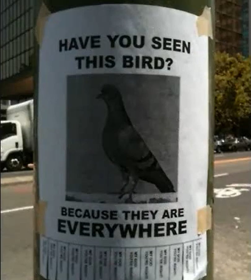 A flyer on a pole features a photo of a pigeon with the text: "HAVE YOU SEEN THIS BIRD? BECAUSE THEY ARE EVERYWHERE." Tear-off tabs are attached at the bottom. Urban street scene is in the background.