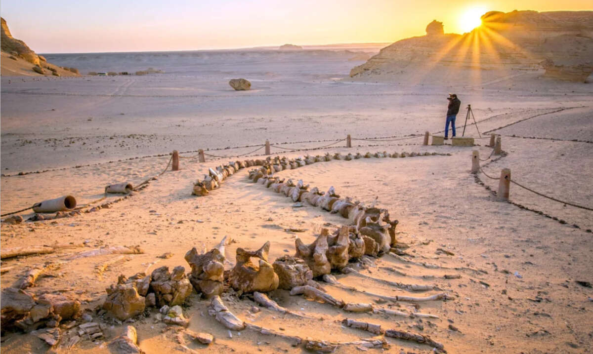 A person with a camera stands near large fossilized whale bones arranged in the desert sand at sunset, with rays of sunlight illuminating the barren landscape.