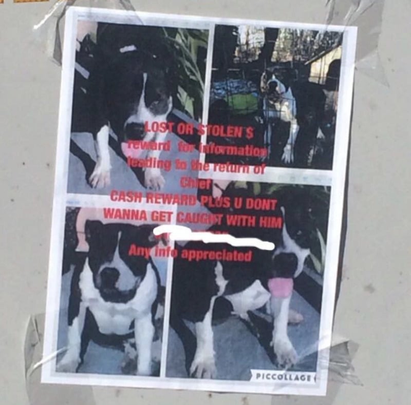 A flyer taped to a wall shows four photos of a black and white dog with a white face and chest. The text offers a cash reward for the return of the lost or stolen dog, with contact info below.