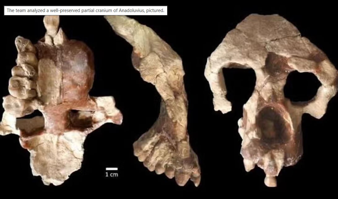Three views of a well-preserved partial cranium fossil from Anadoluvius are shown against a black background, with a scale bar indicating 1 cm for size reference.