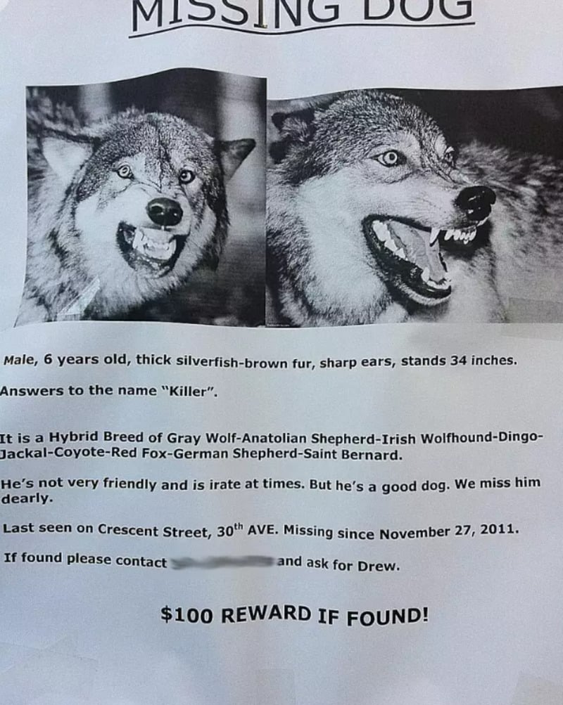 A poster for a missing dog named "Killer" features images of a snarling wolf. The text describes a 6-year-old male hybrid breed with silver-brown fur and offers a $100 reward for his return.