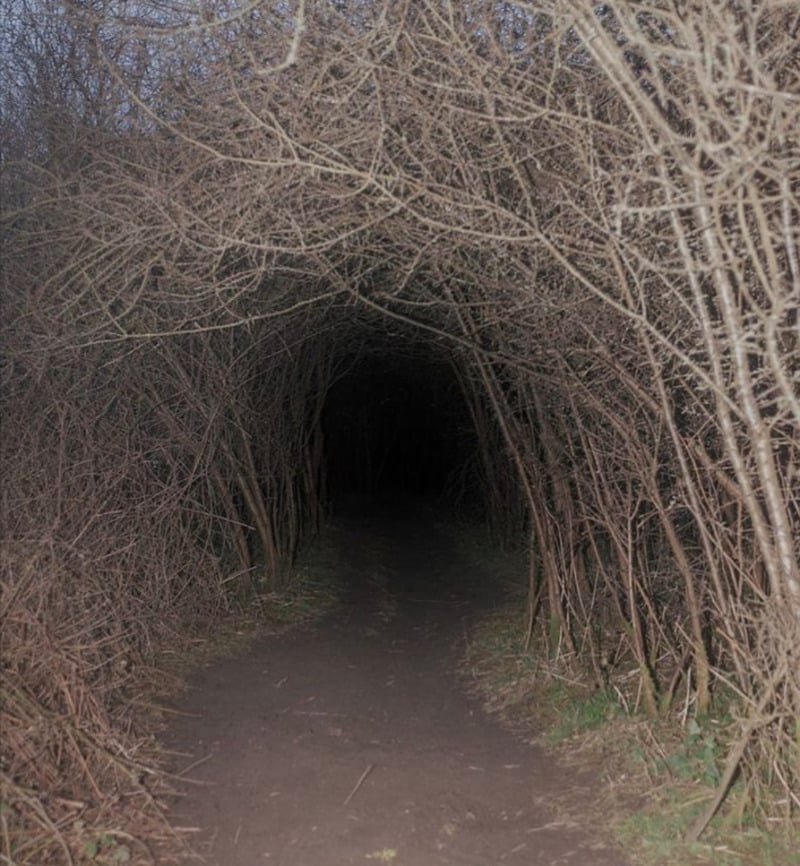 A dirt path leads into a dark tunnel formed by arching, leafless branches, creating a shadowy, eerie passage through dense woods.