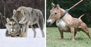 Split image: On the left, two wolves stand close together on snow. On the right, a short-legged, muscular dog with a horse-like face is on a pink leash, standing on grass.