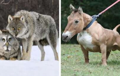 Split image: On the left, two wolves stand close together on snow. On the right, a short-legged, muscular dog with a horse-like face is on a pink leash, standing on grass.