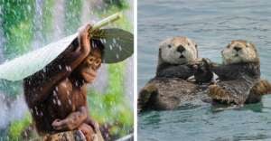 Left: An orangutan holds a large leaf above its head as an umbrella in the rain. Right: Two otters float on their backs in water, holding paws.