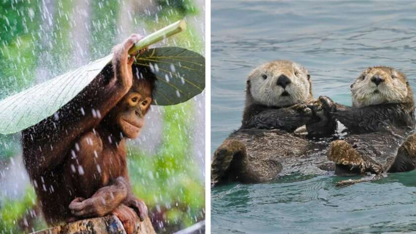 Left: An orangutan holds a large leaf above its head as an umbrella in the rain. Right: Two otters float on their backs in water, holding paws.
