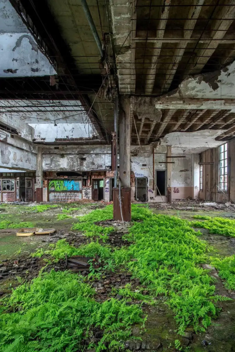 An abandoned, decaying industrial building with broken windows and graffiti on the walls; lush green ferns grow across the floor, contrasting with the deteriorating concrete and steel structure above.