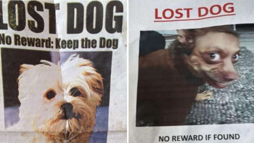 Two "Lost Dog" posters: the left features a cute fluffy dog with the text "No Reward: Keep the Dog." The right shows a distorted, funny-looking dog with the text "No reward if found." Both posters have a humorous intent.