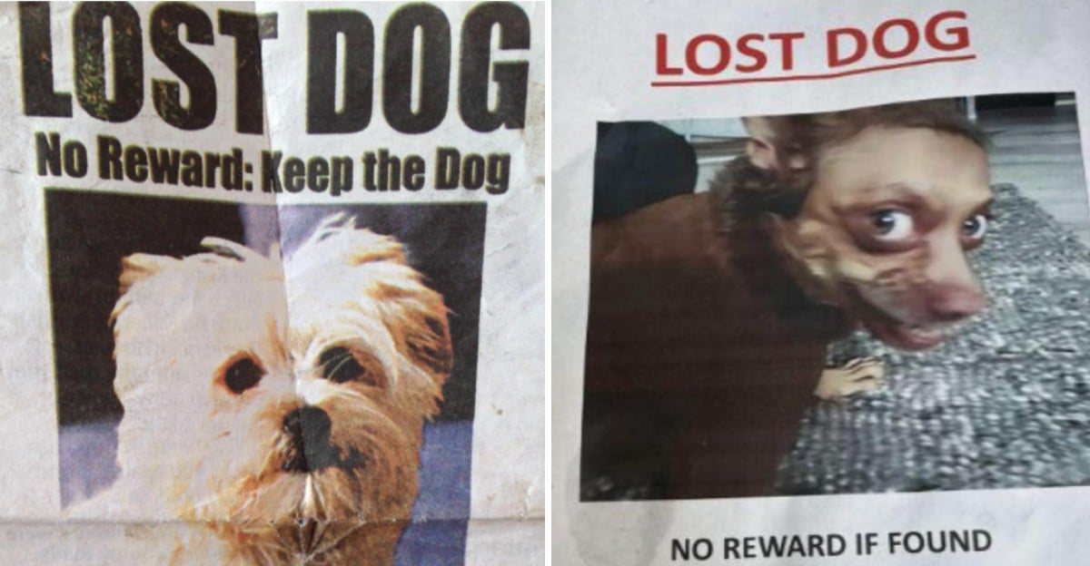 20 Lost Pet Posters That Got a Little Too Personal