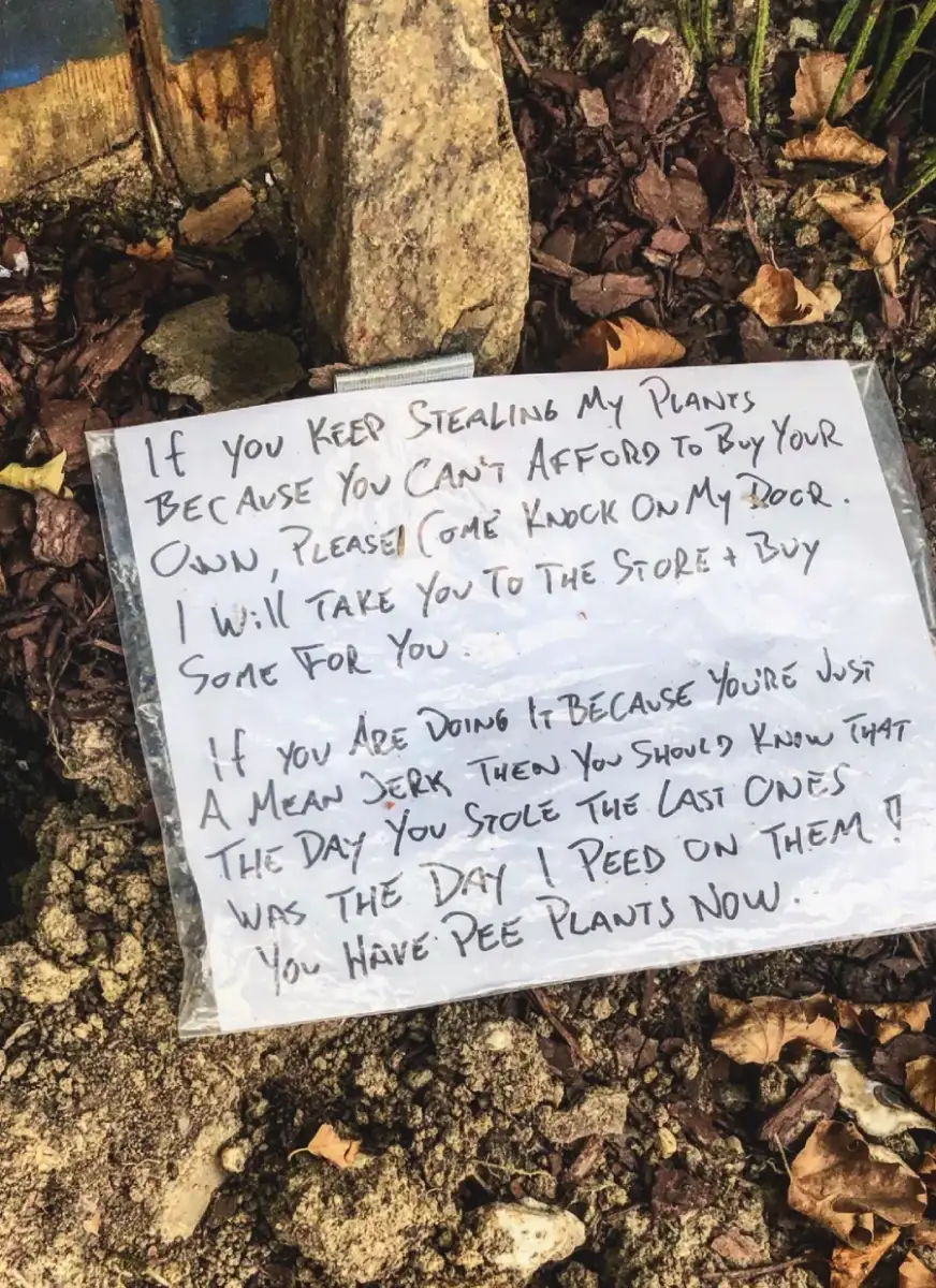 A handwritten note in a garden warns plant thieves they now have "pee plants," claiming the owner urinated on them after previous thefts. The sign is placed on soil among rocks and plants.