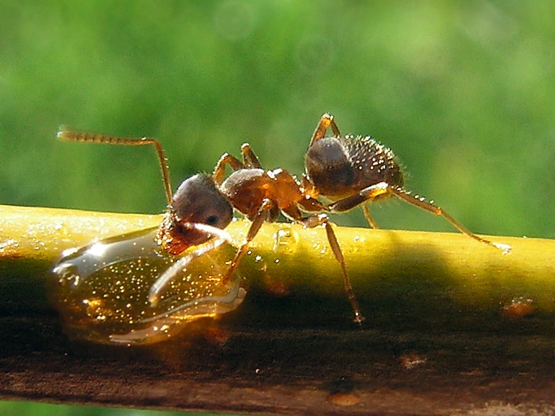 Close-up of an ant drinking from a drop of liquid on a plant stem, with a green blurred background.
