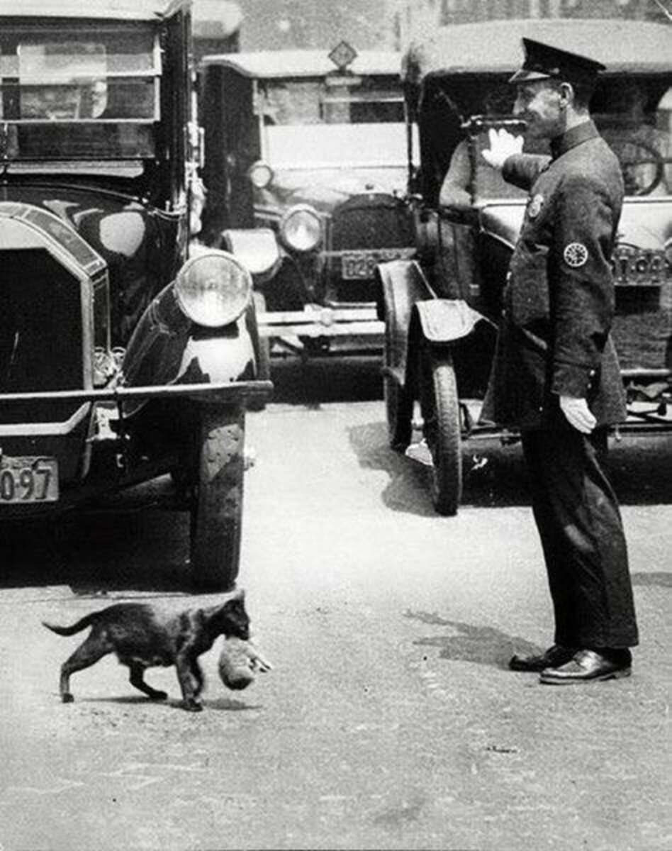A police officer directs traffic, pausing to let a black cat carrying a kitten cross a busy street filled with vintage cars.