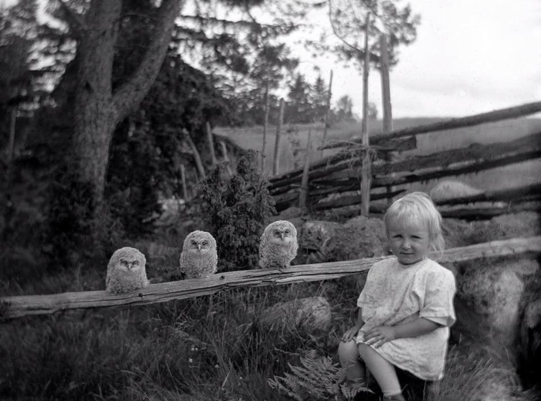 A black-and-white photo shows a young child sitting on a rock next to three fluffy owl chicks perched on a wooden fence, with trees and a rustic wooden fence in the background.