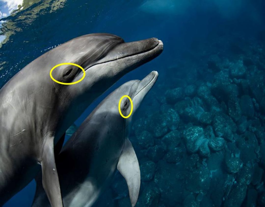 Two dolphins swim close together underwater above a rocky ocean floor. Both dolphins have their eyes highlighted with yellow circles. The water is clear and blue.