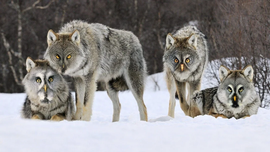 Four animals with wolf-like bodies and faces resembling owls stand and crouch on snow with a dark, blurry forest in the background. Their piercing eyes and unusual appearance stand out against the wintry scene.